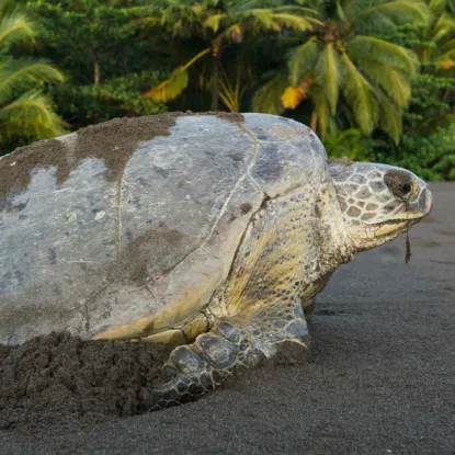 Turtle arribada / hatching- seasonal